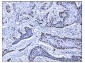 Anti-Ki67 Antibody Picoband™ (monoclonal, 5E12)